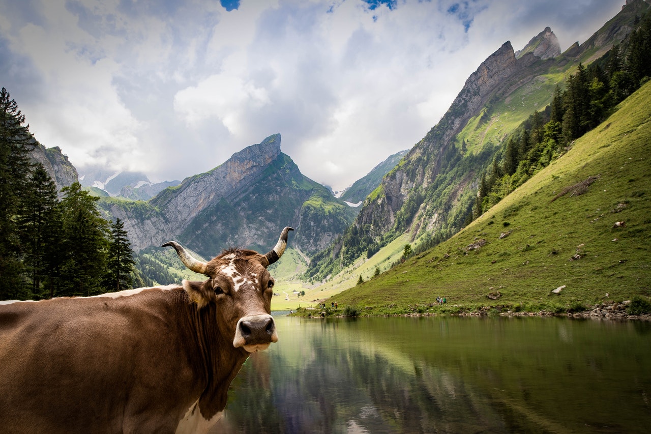 Eine Kuh in den Schweizer Bergen